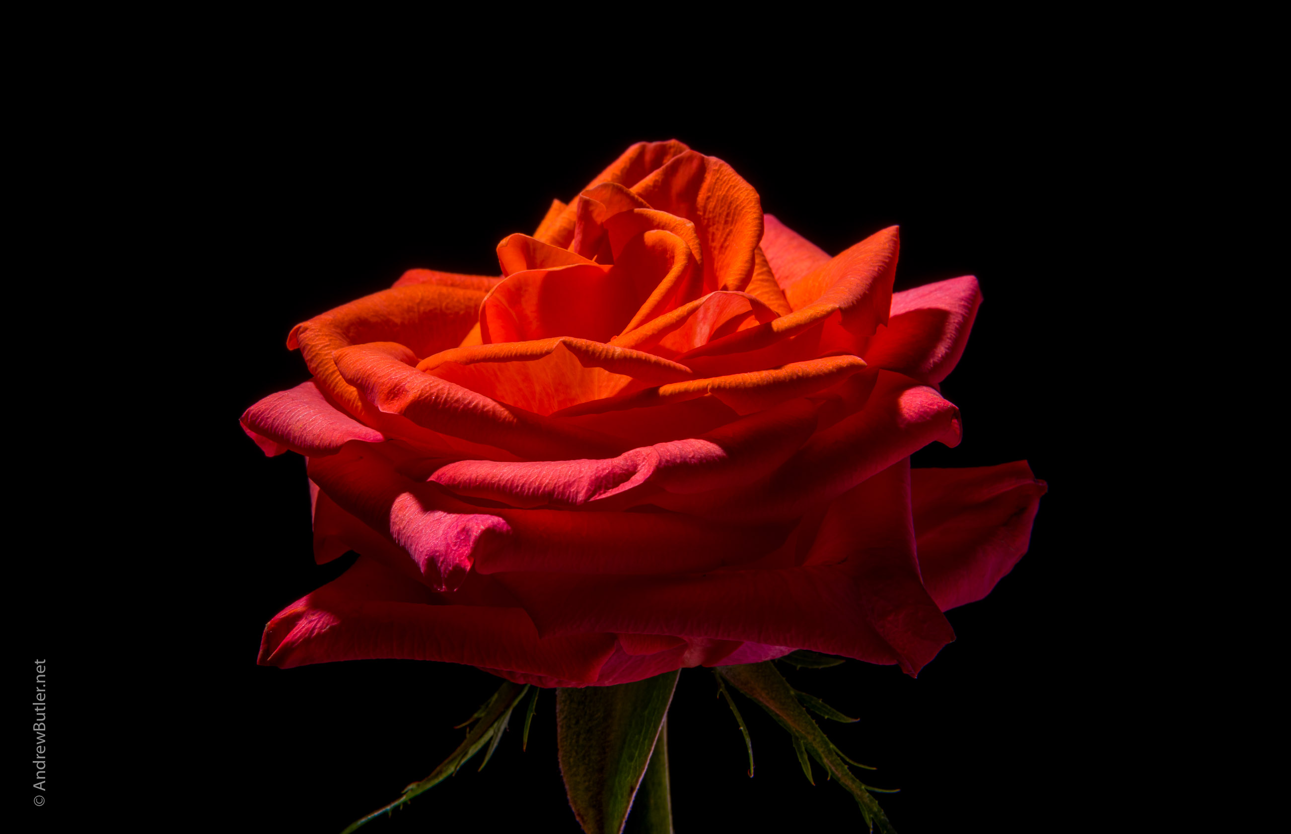 Still life photography